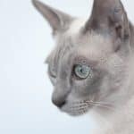 Tonkinese Cat care: from grooming to body hygiene