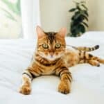 Toyger care: brushing, bathing and grooming tips