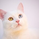 Turkish Angora Cat health: all the most common diseases
