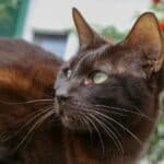 Uroaddome in cats: causes, symptoms and treatment