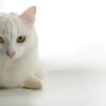 Urticaria in cats: causes, symptoms and remedies of the disease