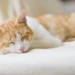 Why does my cat breathe fast when sleeping? Possible causes