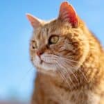 Adenocarcinoma in Cats: cause, symptoms and treatment