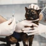 Antibiotic for cats: is it always essential to use it and how? Its effects