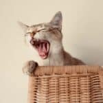 Bad breath of the Cat: improve the bad breath of the cat with natural remedies