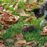 Cat poisoned by a mouse: when it can happen and remedies