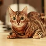 Cholangiohepatitis in cats: symptoms and remedies of the disease
