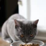 Nutrition for the constipated cat: right foods, advice and natural remedies