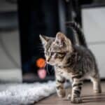 The kitten does not poop: causes and what to do