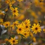 Arnica-for-cats-properties-benefits-and-side-effects