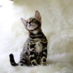 Bengal cat health: the list of the most common diseases