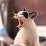 Broken tooth in cats: causes and remedies