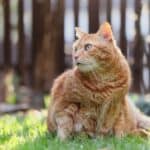 Cat in menopause: symptoms and changes