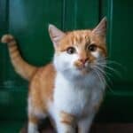 Cough in cats: what are the most effective natural remedies?