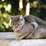 Enclosure anxiety in cats: causes, symptoms and therapy