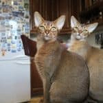 Health of the Abyssinian cat: the list of the most common diseases