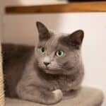 Health of the Russian Blue cat: the most common diseases