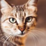 High blood pressure in cats: symptoms and remedies