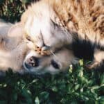 How to treat dog bites on cats