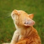 How to understand if your cat has fleas: tips to identify and eliminate them