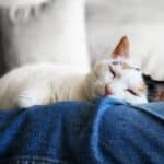 Kidney stones in cats: symptoms, treatment and prevention