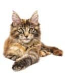 Maine Coon cat health: the most common diseases
