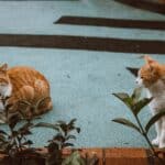 Poisonous plants for cats: what they are and how to recognize them