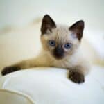Siamese cat health: what are the most common diseases
