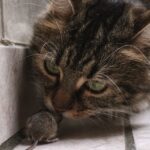 The cat ate a mouse: what to do