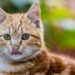 The cat is celiac: how to understand and treat the cat's gluten intolerance