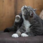 The cat scratches itself continuously: causes and remedies