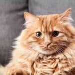 The elderly cat loses weight but eats: reasons