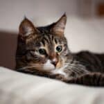 Vitamin excess in cats: here are the risks and causes