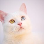 What is the white cat deafness due to?