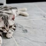 10 Signs of stress in cats: here's what to watch out for