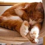 5 Rare diseases in cats: what they are and how to recognize the symptoms