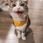 Cat dental care: 7 useful tips for cleaning feline teeth