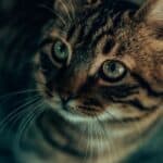 Cat has dirt in its eyes: causes, solution