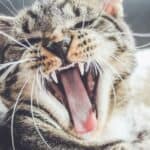 Dental caries in cats: how to recognize them, causes and remedies