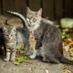 Emergencies for kittens: the main concerns