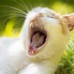 FORL in cats: causes, symptoms, diagnosis and treatment
