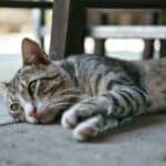 Fever symptoms in cats: here's what to look out for
