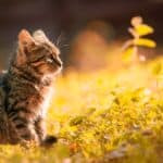 How to protect your cat from mosquitoes: tips and advice