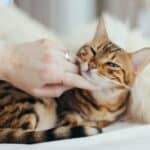 Inflammatory bowel diseases in cats: how to recognize and treat them