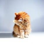 Poxvirus dermatitis in cats: cause, symptoms and treatment