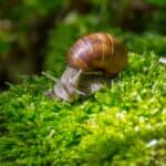 Snail poisoning in cats: symptoms and treatment