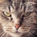 The cat has a dry nose: reasons and remedies