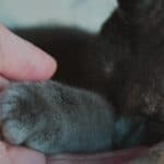 The cat has warm paws: the reason and when to worry