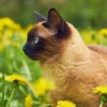 The cat stinks: the causes of bad feline smell