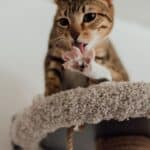 The cat sucks its neck: why it does it, when to worry and how to make it stop